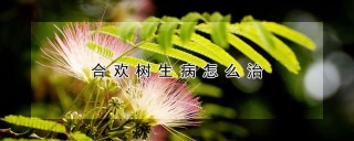 合欢树生病怎么治,第1图