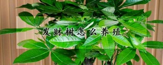 发财树怎么养殖,第1图