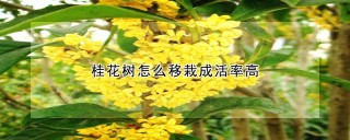 桂花树怎么移栽成活率高,第1图