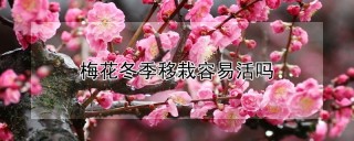 梅花冬季移栽容易活吗,第1图