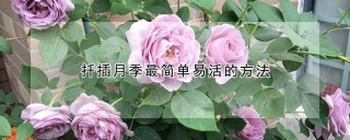 扦插月季最简单易活的方法,第1图