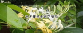 忍冬藤是金银花藤吗,第1图