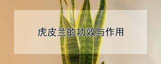 虎皮兰的功效与作用,第1图