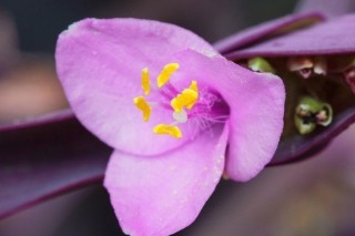 紫罗兰吊兰怎样繁殖,第3图