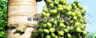 槟榔树长什么样子,第1图