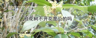 桂花树不开花是公的吗,第1图