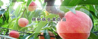 桃树病虫害防治,第1图