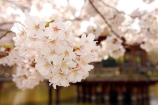 樱花树苗的种植方法，5步即可完成樱花的种植,第1图