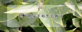 竹子叶尖干枯怎么救活,第1图