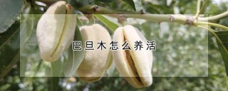 巴旦木怎么养活,第1图