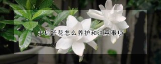 小栀子花怎么养护和注意事项,第1图