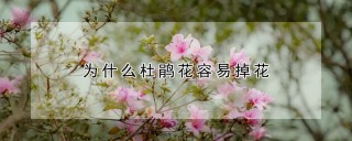 为什么杜鹃花容易掉花,第1图