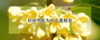 杭州市花为什么是桂花,第1图
