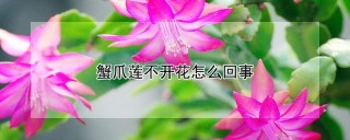 蟹爪莲不开花怎么回事,第1图