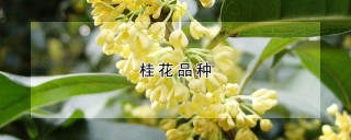 桂花品种,第1图