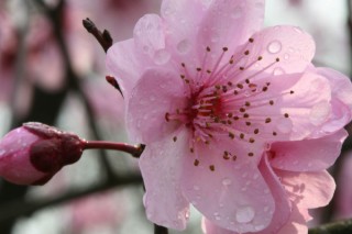 桃花树能活多少年,第3图