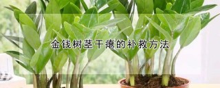 金钱树茎干瘪的补救方法,第1图