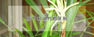 花竹和油竹的区别,第1图