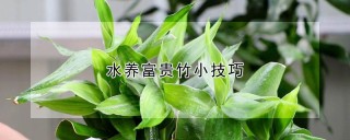 水养富贵竹小技巧,第1图