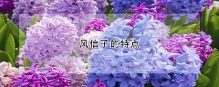 风信子的特点,第1图