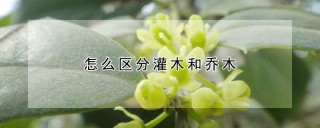 怎么区分灌木和乔木,第1图