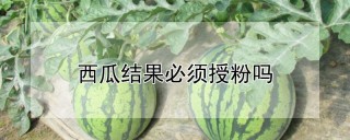 西瓜结果必须授粉吗,第1图