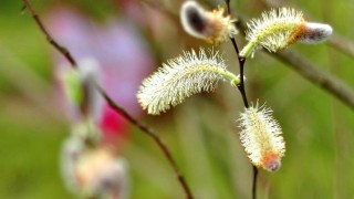 银柳是什么植物,第1图