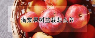海棠果树盆栽怎么养,第1图