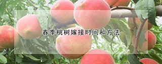 春季桃树嫁接时间和方法,第1图