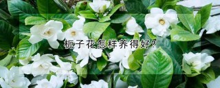 枙子花怎样养得好?,第1图