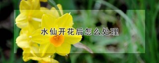 水仙开花后怎么处理,第1图