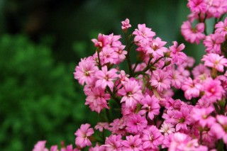 长寿花什么季节开花，春季2~5月绽放,第1图