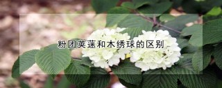 粉团荚蒾和木绣球的区别,第1图