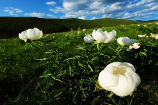 家里可以种芍药花吗,第3图