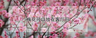 梅花可以放在客厅吗,第1图