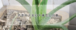 芦荟叶子发红干瘪怎么回事,第1图