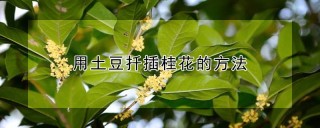 用土豆扦插桂花的方法,第1图