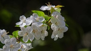 樱花几月开,第1图