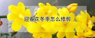 迎春花冬季怎么修剪,第1图