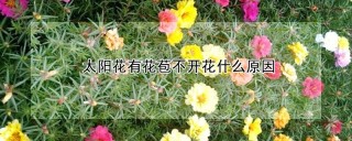 太阳花有花苞不开花什么原因,第1图