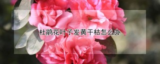 杜鹃花叶子发黄干枯怎么办,第1图