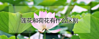 莲花和荷花有什么区别,第1图