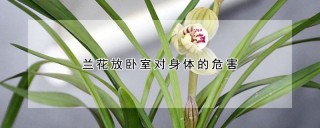 兰花放卧室对身体的危害,第1图