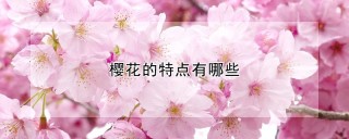 樱花的特点有哪些,第1图