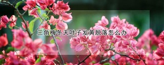 三角梅冬天叶子发黄脱落怎么办,第1图