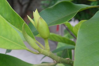 家里栽黄桷兰风水好吗 黄桷兰种植的风水讲究,第1图