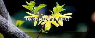 迎春花的形状颜色和气味,第1图