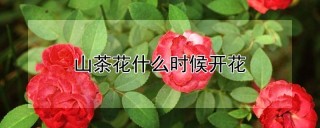 山茶花什么时候开花,第1图