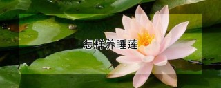 怎样养睡莲,第1图