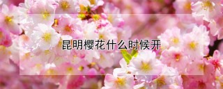 昆明樱花什么时候开,第1图